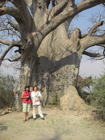 Baobab