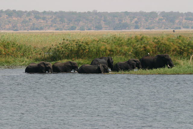 Chobe