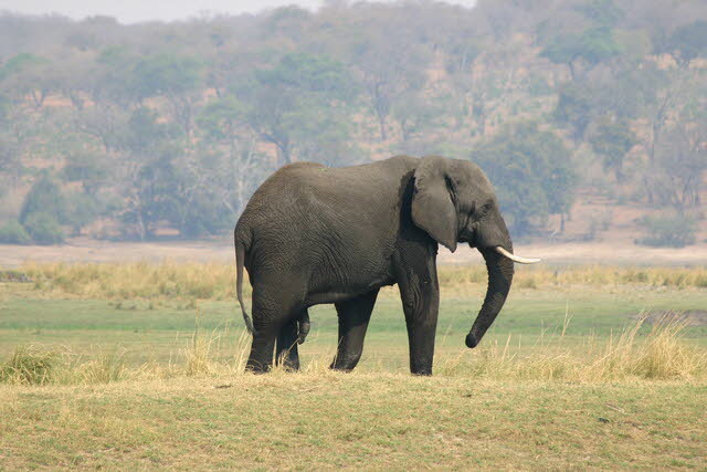 Chobe 2