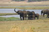 Chobe 4