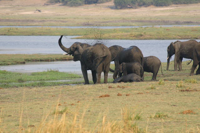 Chobe 4