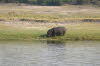 Chobe 6