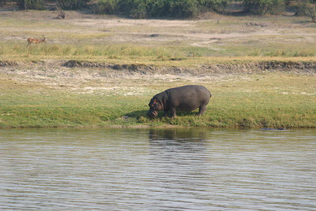 Chobe 6