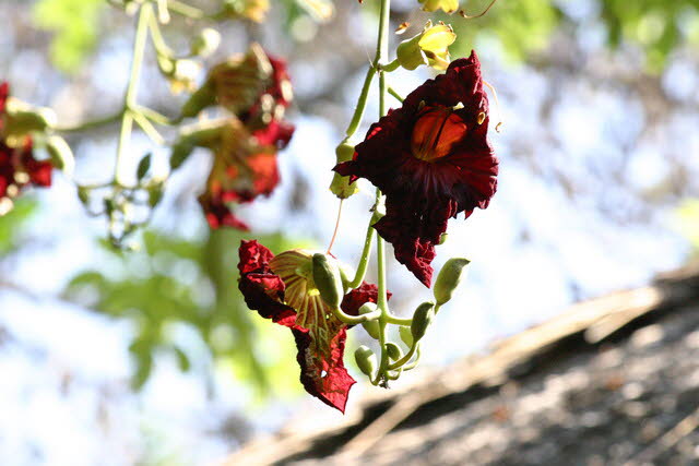 Susuwe Island Lodge 3