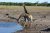 etosha 8