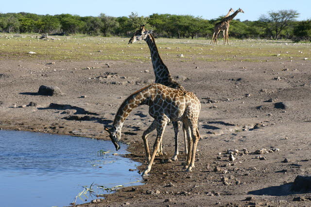 etosha 8