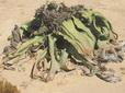welwitschia
